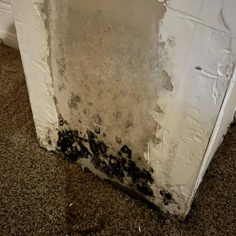 Professional Mold Removal in Fort Totten, ND